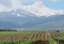 LAS OTRAS CARAS DEL TURISMO W GRANADZIE Bodegas Muñana, una de las bodegas más conocidas y reconocidas de Andalucía
