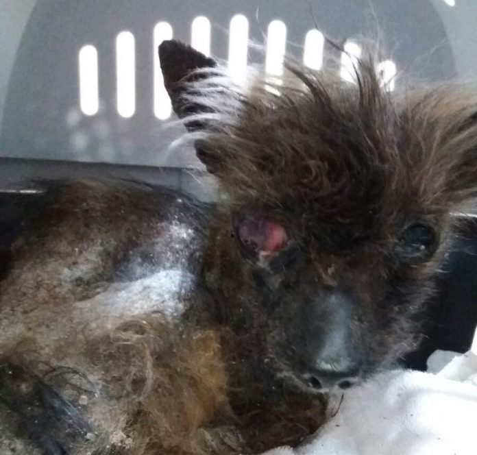 WhatsApp Image 2017-05-02 at-20.34.23 (1)