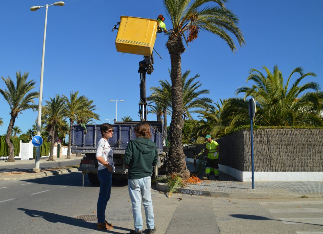 Palm Tree pruning underway in Orihuela Costa