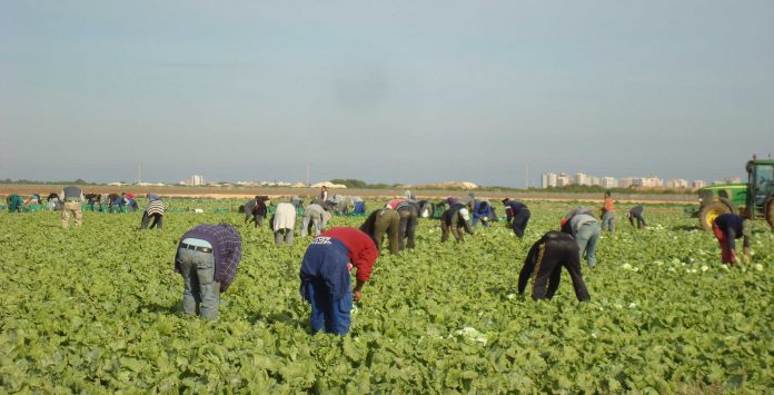 Harvest time on the Costas