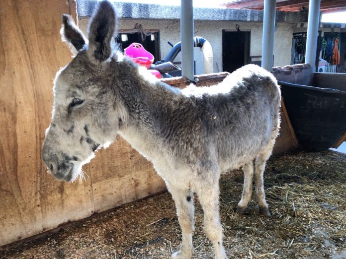 Urgent call for donations as horse sanctuary rescues yet another skeletal and injured donkey