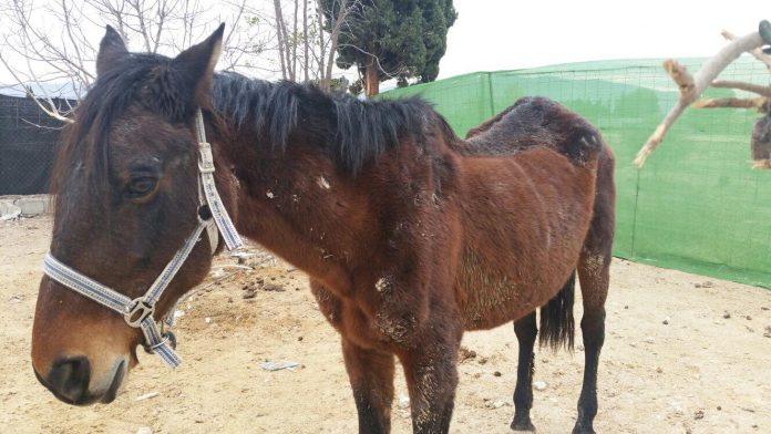 Two skeletal mares rescued in major seizure with Spanish police