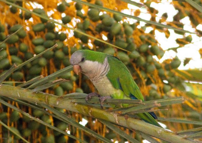 Until recent times Parakeets had been a problem in Villamartin for many years