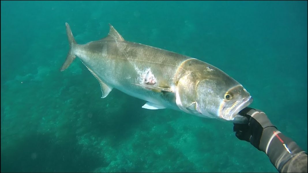 Bites to two children in Elche were not by a shark according to authorities