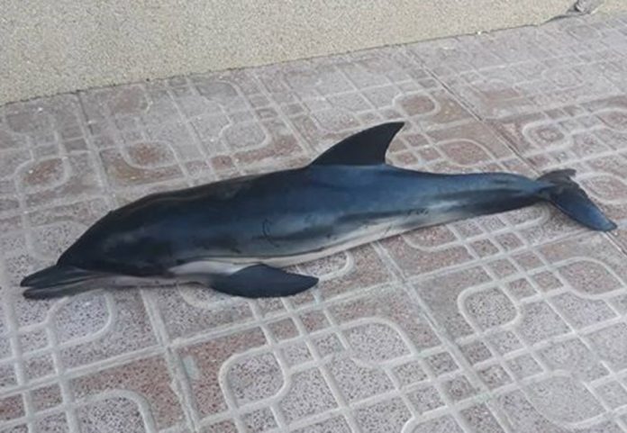 Second Dead dolphin found at Cala Ferrís - Photograph: Courtesy Javier and Crónica Naturales de Torrevieja.