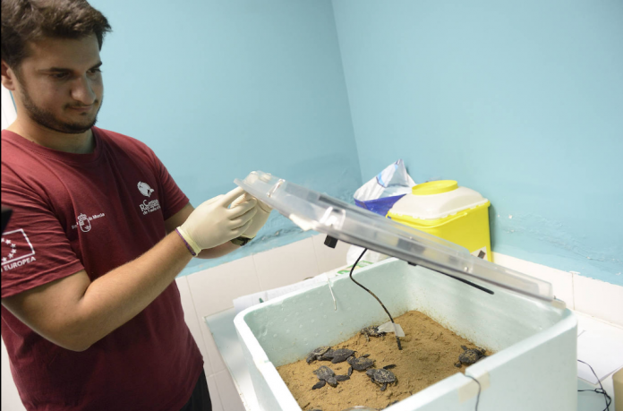 The El Valle Wildlife Recovery Centre have looked after the quelonios, in facilities in the mountains of Murcia.