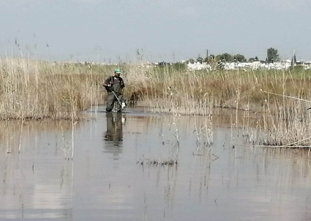 Torrevieja attempts to contain plagues of mosquitoes