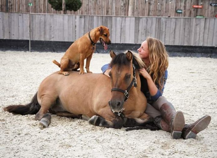 Spain's showgirl Emma rocked as International horse show Gefahrten Des Lichts ends