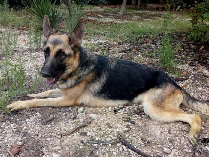 Alsatian found in San Miguel de Salinas