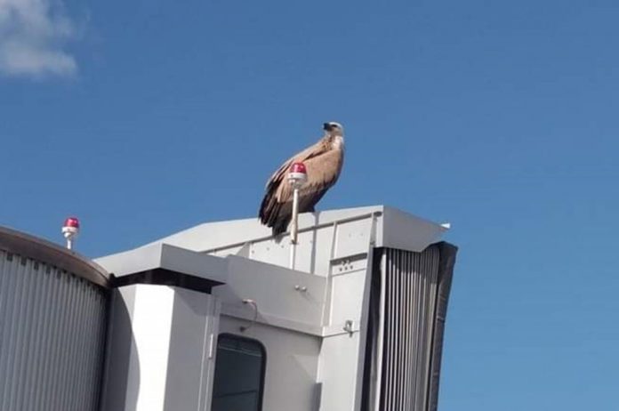 The Vulture perched on a jet bridge at Alicante-Elche airport.