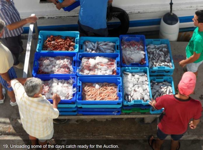 Undersized seafood confiscated at port of Altea