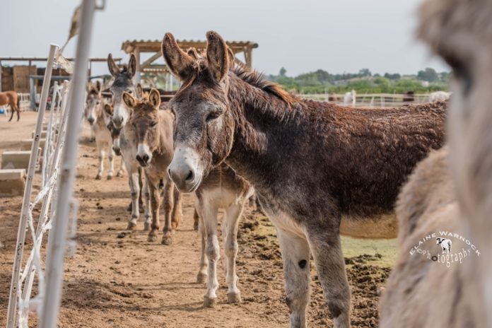 An equine nativity on the Costa Blanca