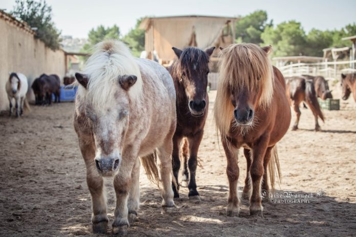 Easy Horse Care, again on the brink!