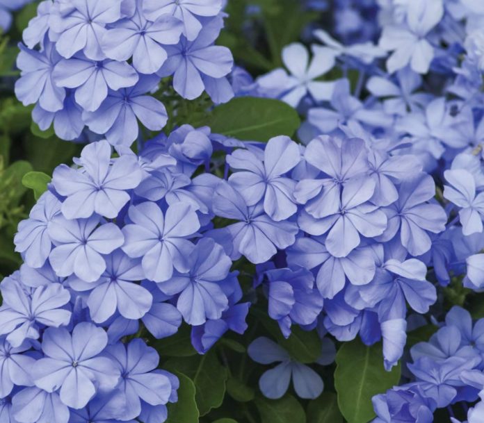 Plumbago: dispels bad dreams.