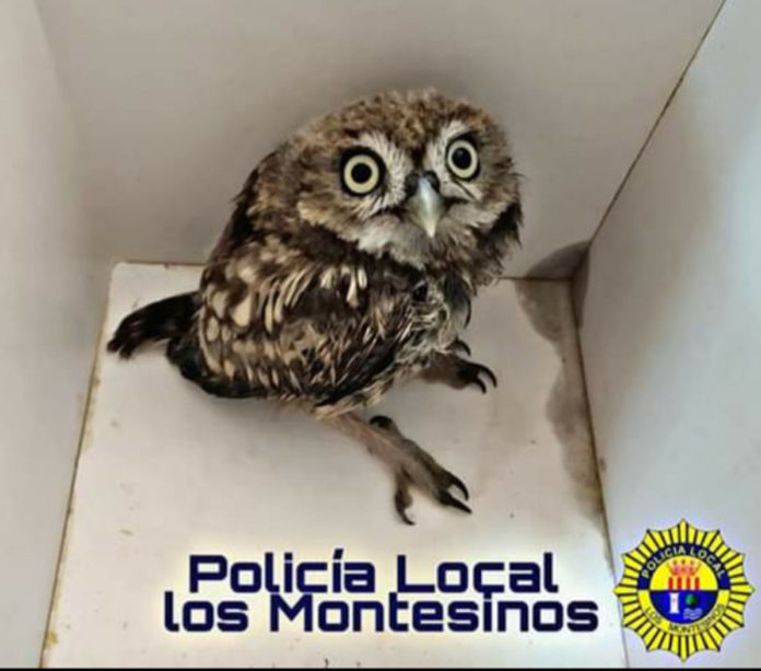 An owlet injured its wing in Montesinos.