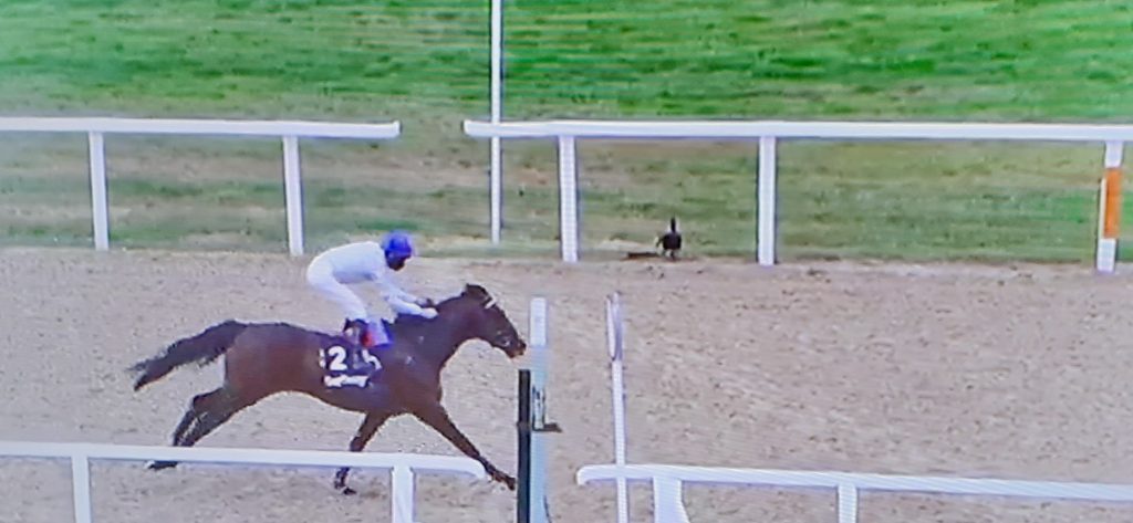 Palace-Pier.-scintillating-win-at-Newcastle.-1024x473