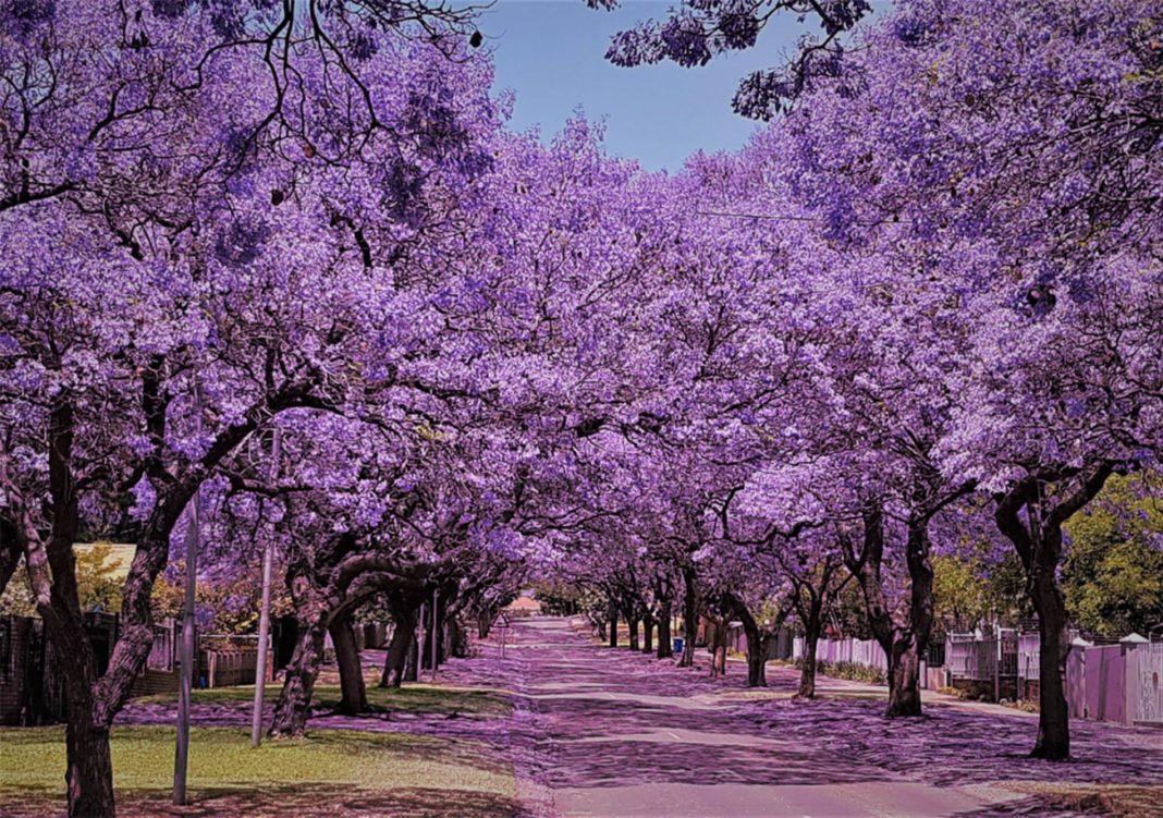 THE spectacular jacaranda tree