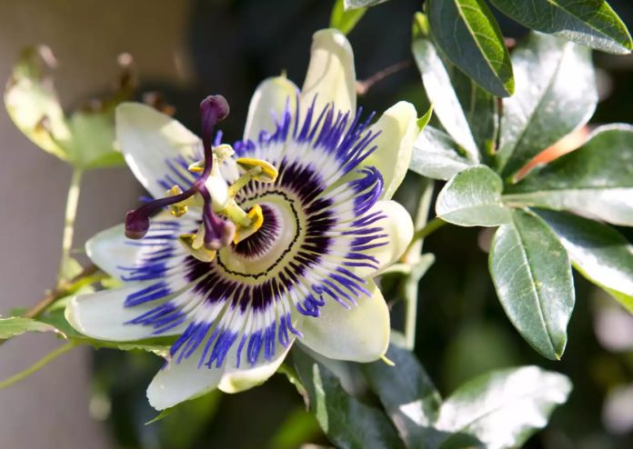 Garden Felix: PASSIFLORA - PASSION FLOWER