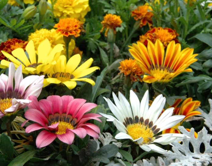 The Gazania flower is often found in the sunny and dry regions of Spain, especially popular in Oliva Nova in Valencia.