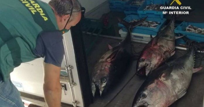 Seized fish delivered to charity centres for consumption.