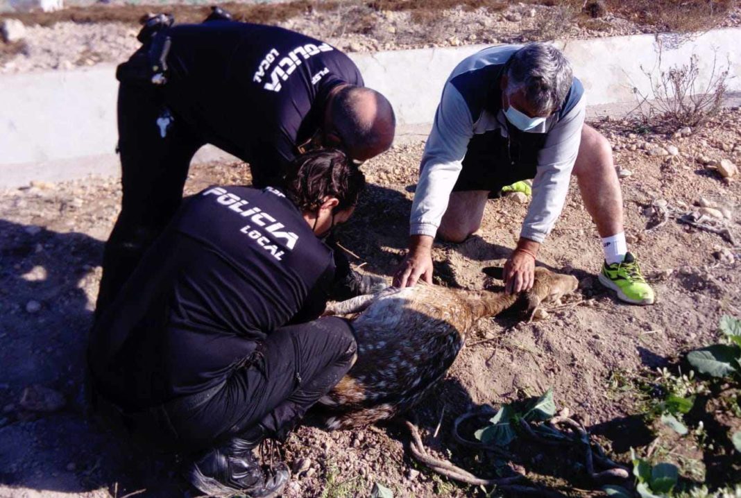 Policia Local San Fulgencio rescue female fallow deer 