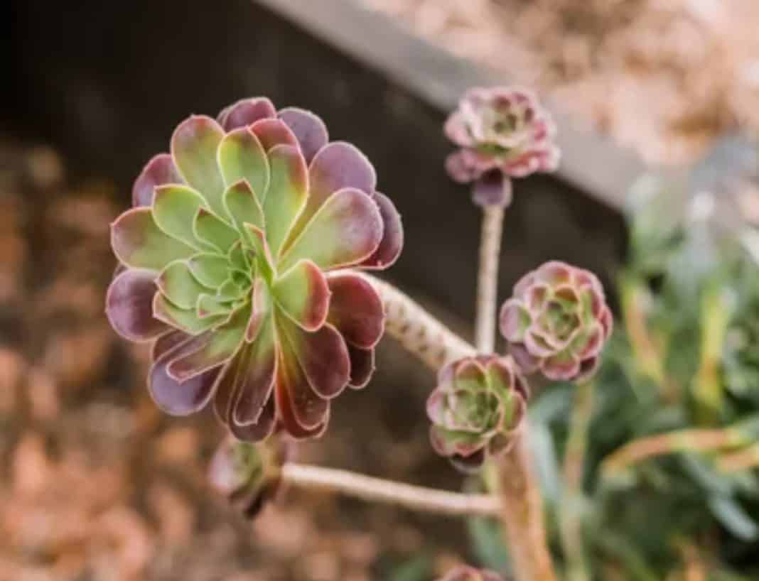 Aeonium true growing season is winter through to spring