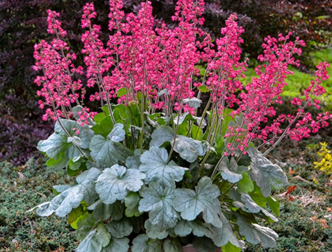 Heuchera bell-shaped flowers