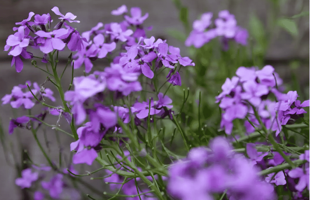 Garden Felix - Sweet rocket 'pretty flowers'