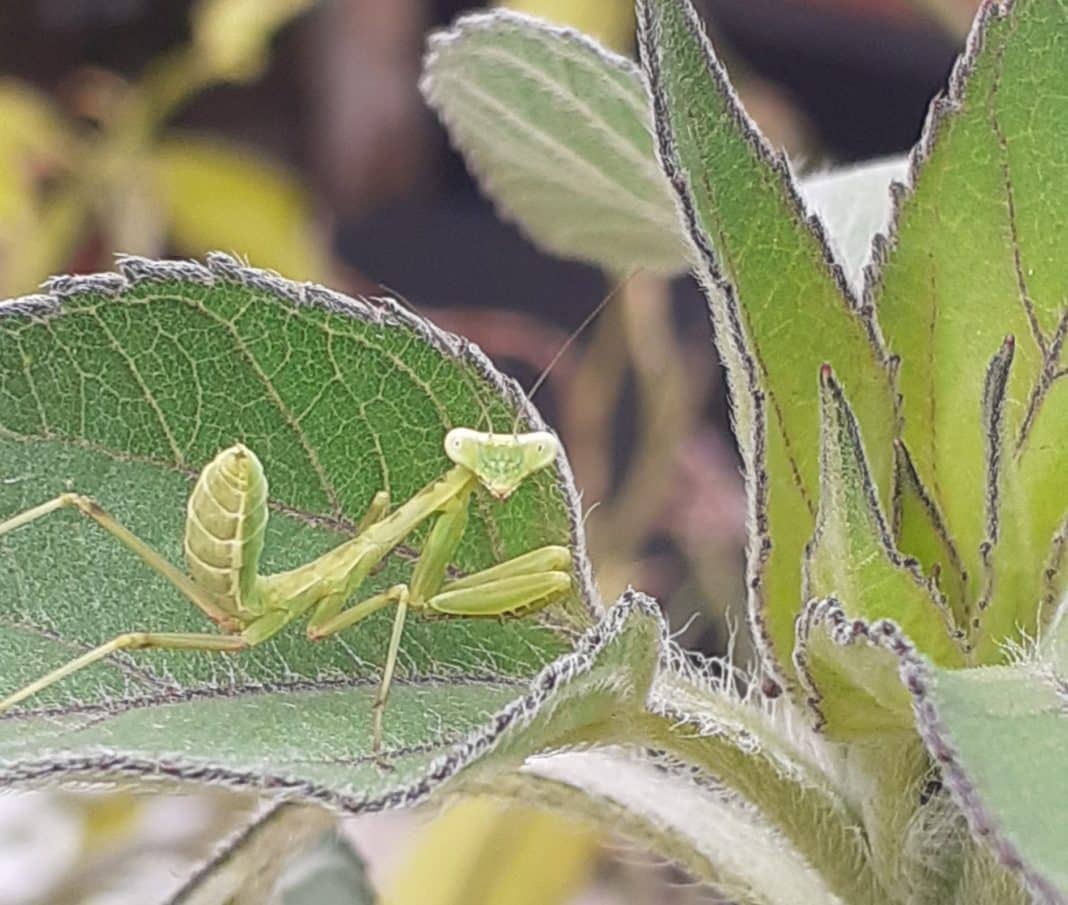 Praying mantis nymphs appearing from oothecas