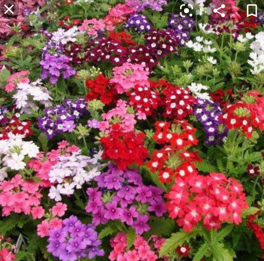 Verbena flower long lasting blooms - from June into September