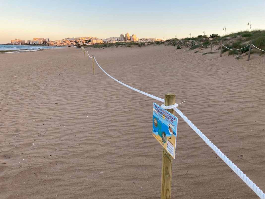 Extra protection for Kentish Plover on Torrevieja beaches