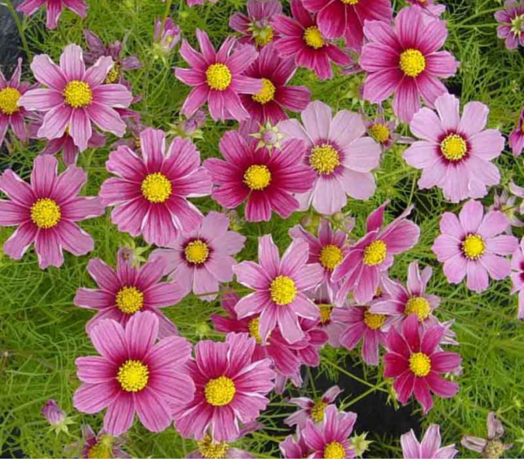 Garden Felix - Cosmos produce masses of flowers