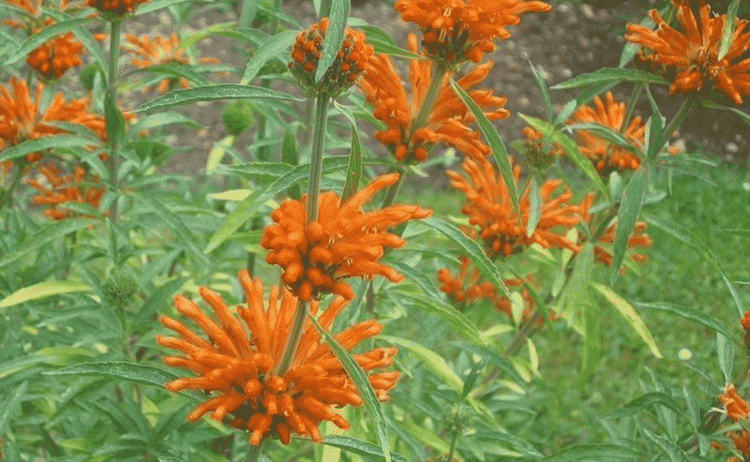 Garden Felix: Lions Tail