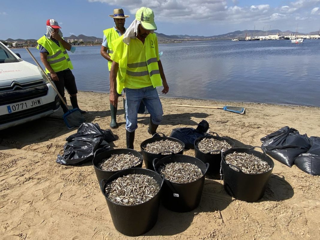 MAR MENOR - Prosecutor's Office initiates 'ex officio' investigation into dead fish