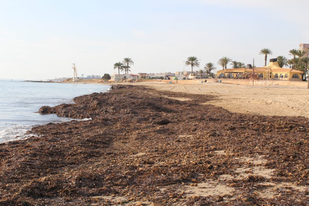 The Consell to stop removal of algae from the beaches t the collection of posidonia algae from its beaches between October and March in order to protect the coastline by retaining the sand. They say that it will ensure transparent water due to the enormous oxygenation capacity, along the 466 kilometres of Valencian coastline. Its accumulation on the beaches is also a determining factor when it comes to retaining the sand and preventing the regression of the coastline. The decree, inspired by results already experienced in the Balearic Islands, will regulate the anchoring of boats on the protected seaweed meadows, now totally out of control and which has a very negative impact on the waters of the province of Alicante. The objective is to better maintain the conservation of the protected seaweed meadows and the biological communities of which they are part. Of special environmental value, the meadows reduce the energy of the waves and currents, reducing erosion and the loss of sand on the beaches, where they also play an active role in natural regeneration, allowing new growths and bonding the sediment. Alfonso Ramos, professor of Marine Sciences and Biology at the University of Alicante highlighted the importance of the "heaps of algae" (banquettes) that accumulate on the shores at the edge of the beach, and the "Key" role they play in sand protection. "They are structures (formed) with the leaves and stems of the Posidonia marine plant that accumulate in large quantities, creating barriers that protect the beach from the loss of sand and provide nutrients to the sandy environment." In addition to their role in the retention of sand, these "algae" produce organic matter -35-40 tons of dry matter per hectare and year-, and above all are a great source of oxygenation -five to 20 litres of water per meter. square- and habitat for more than 400 species of plants and 1,000 species of animals, many of them of commercial interest. They also capture CO2, acting as a mitigating element for climate change. The removal of the algae represents a large expense for the town councils in tourist municipalities, and a significant income for cleaning companies. Despite the fact that many locals know the favourable effects of its accumulation, and that its presence is synonymous with environmental quality, tourists associate the presence of banquettes or the smell that posidonia gives off in the sun with negligence and disease. Complaints that have even led to demonstrations due to the presence of algae.