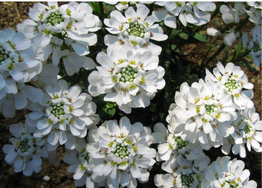 Garden Felix Candytuft