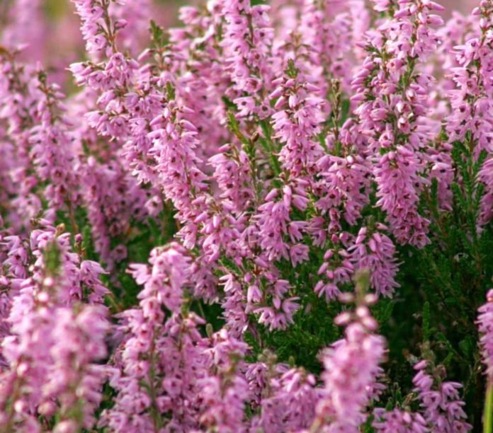 Common Heather - flowers mid-summer through to mid-autumn