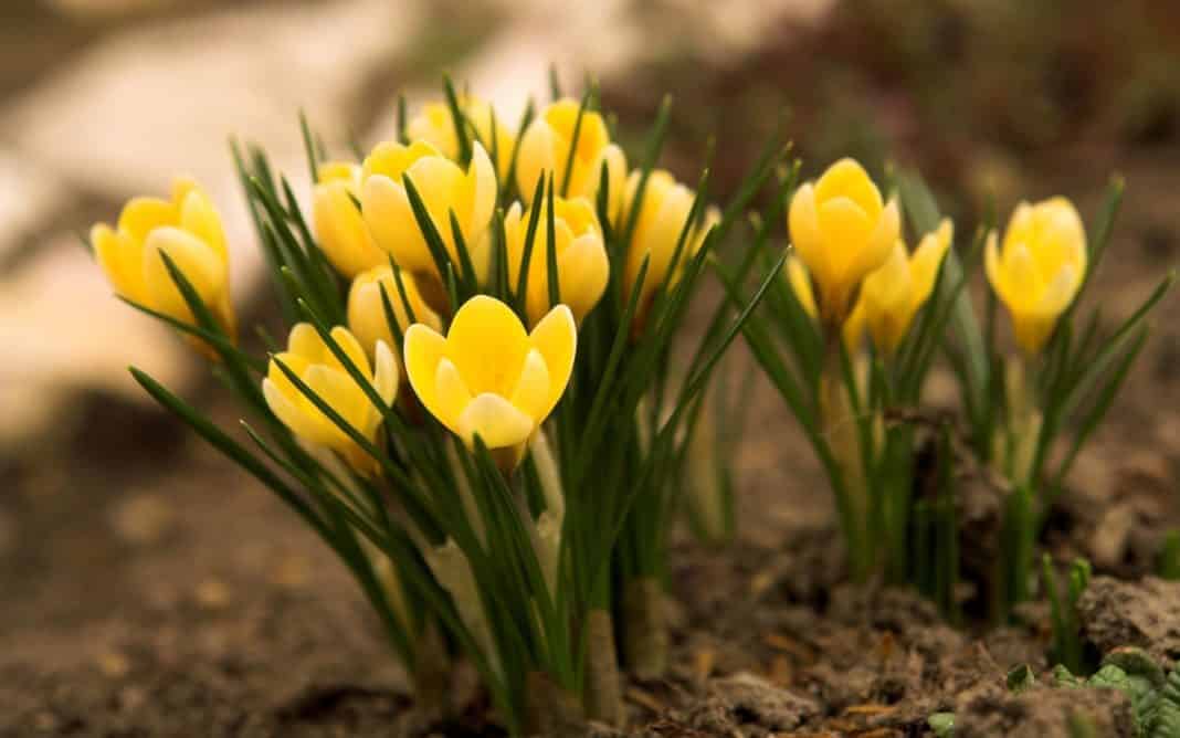 Garden Felix - Crocus - yellow strands of cooking saffron - used in paella