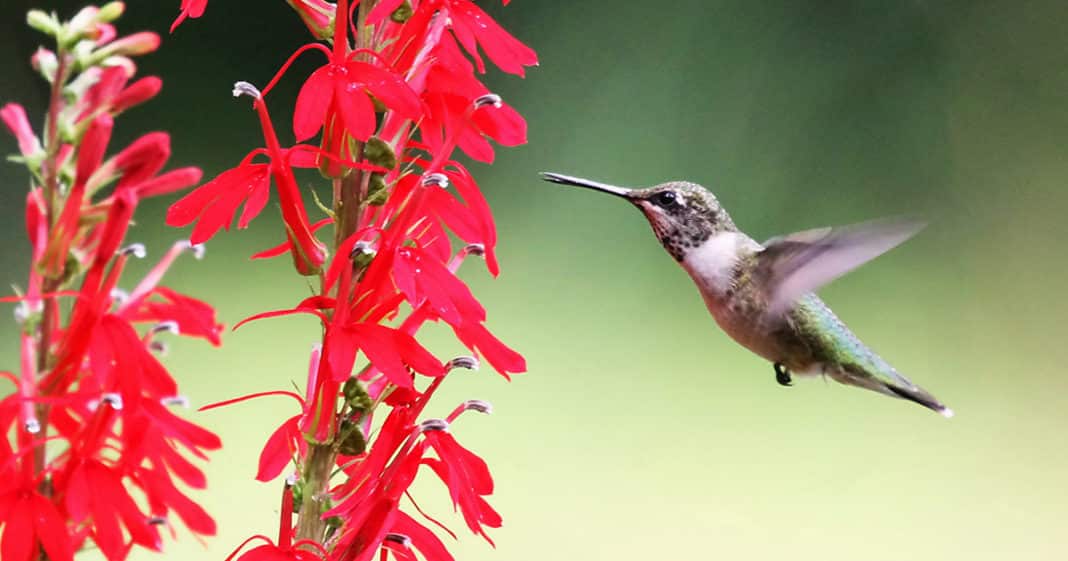 Cardinal flower produces intense red blossoms