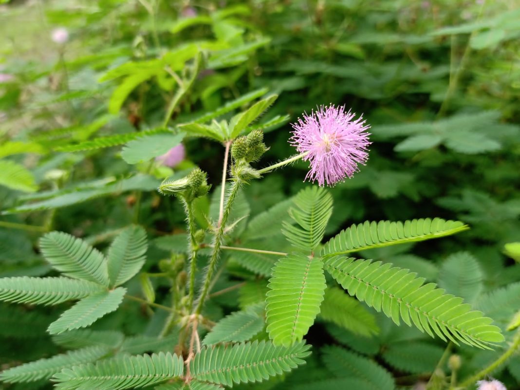 Garden Felix Mimosa Pudica -'Touch-Me-Not'