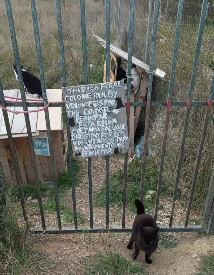 Food donations wanted for Benijofar feral cats.