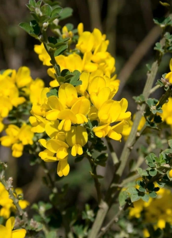 Garden Felix - Broom flowers in yellow, white, pink, orange and red!