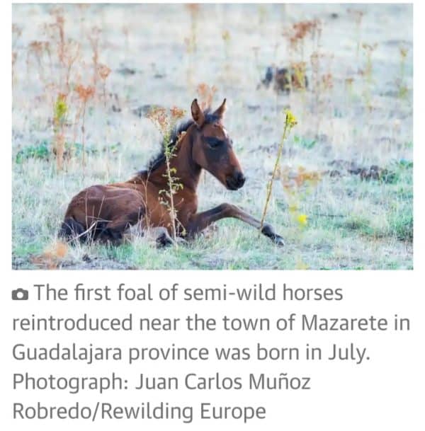 The Iberian Highlands Rewilding Landscape project