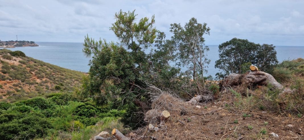 Aguamarina, Cabo Roig flora reserve in danger of fire