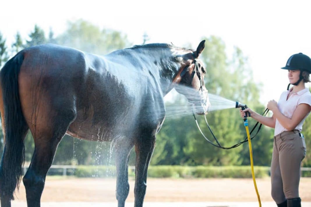 Setting Up a Stables with Second-Hand Equipment: A Budget-Friendly Guide