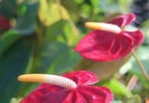 Garden Felix – Anthurium – Kwiaty flamingowe!