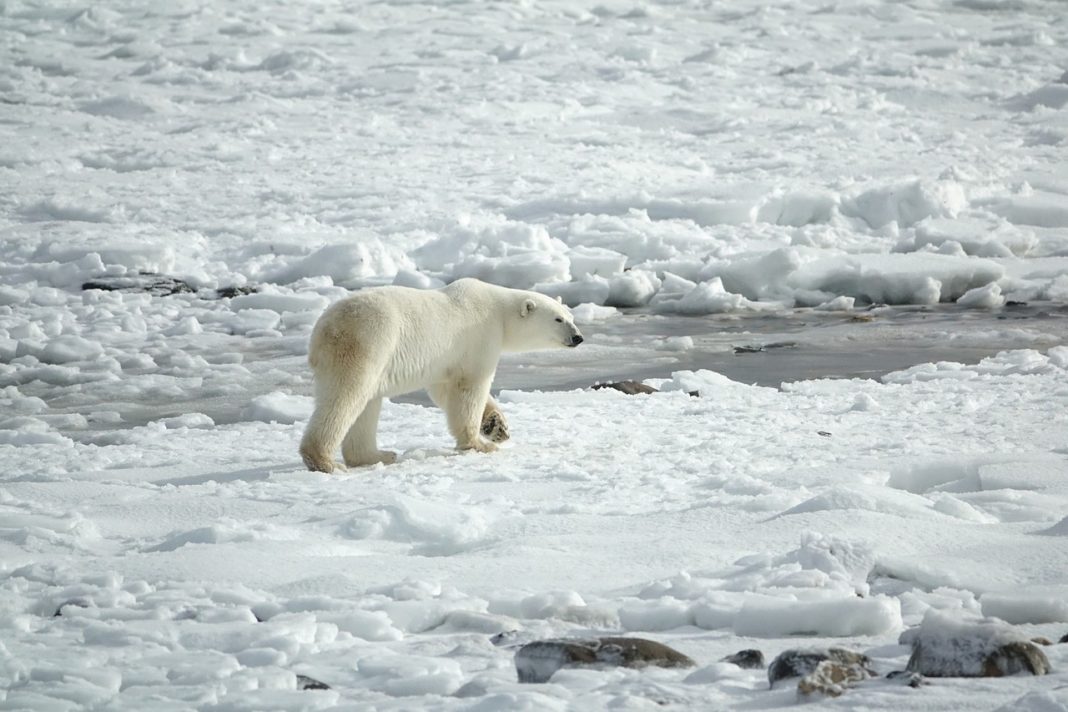 International Polar Bear Day