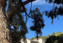 Celebraciones de Semana Santa y Pascua på engelsk i Torrevieja Et fullt, tradisjonelt program med gudstjenester i den stille uke og påsken på engelsk vil bli delt mellom kirkene i La Siesta og Lago Jardín i Torrevieja.