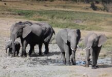 Explorando la sabana con Torrevieja U3A