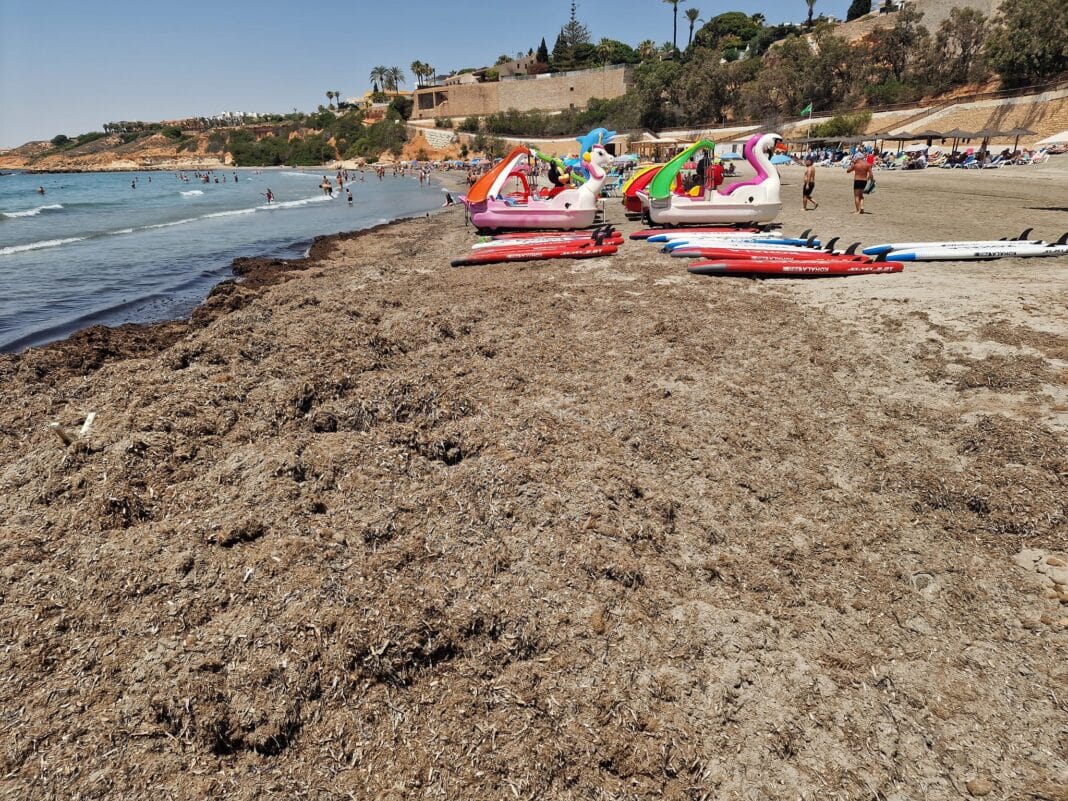 Build up of Algae on Cabo Roig Beach